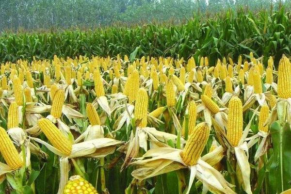 三峡玉22玉米品种的特性，该品种属中熟杂交玉米