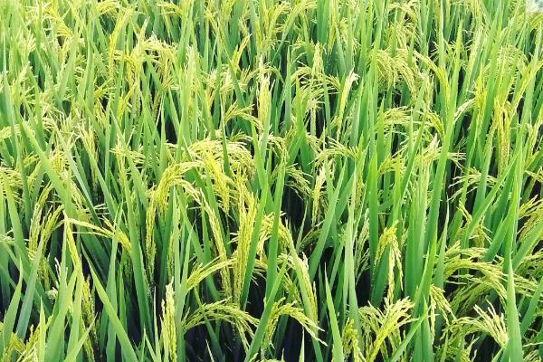 川农优538水稻种简介，全生育期140～167天