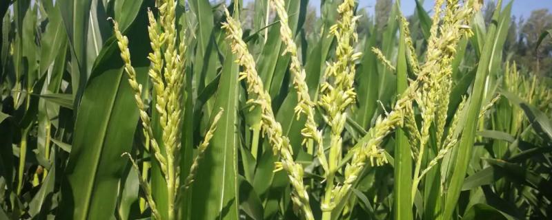 天路777玉米种子介绍，春播平均生育期137.0天