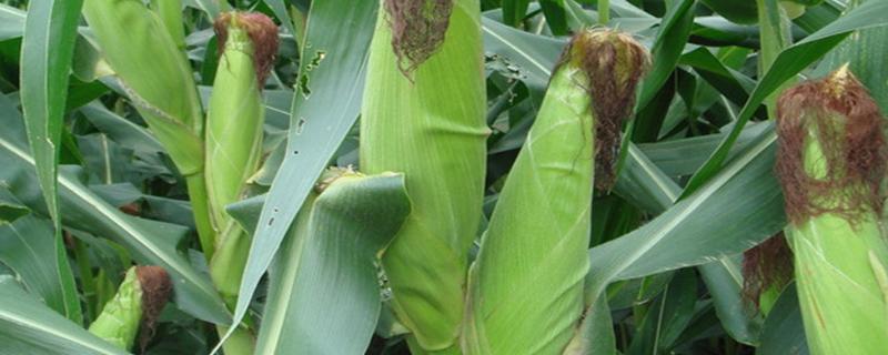 鸿玉888玉米种子特征特性，春播平均生育期114.0天