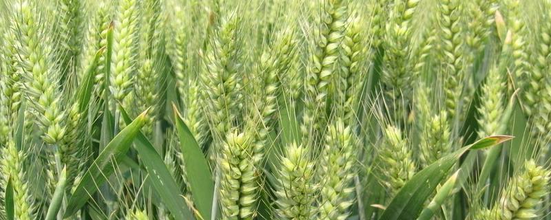 中科糯麦208小麦品种的特性，属糯小麦品种