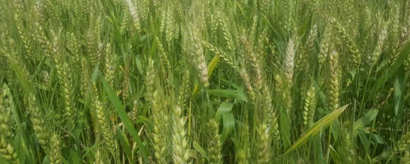 绵紫麦2号小麦品种的特性，属紫色小麦品种