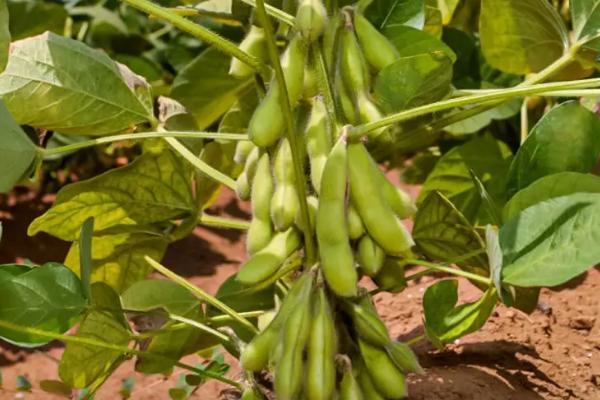 贡夏豆16大豆种子特点，该品种属夏大豆品种