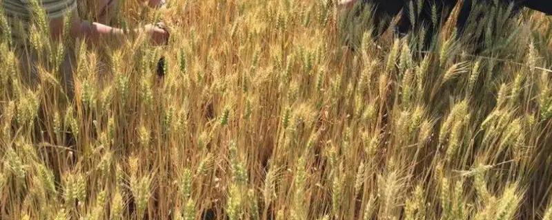 绵糯麦3号小麦种简介，属糯小麦品种