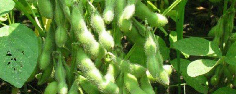 贡夏豆16大豆种子特点，该品种属夏大豆品种