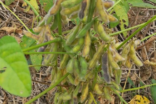 川豆155大豆品种简介，花荚期注意防治豆荚螟及鼠害