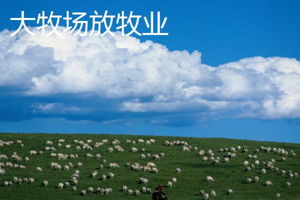 乳畜业和大牧场放牧业的区别，分布地区、地域类型和特点均不同