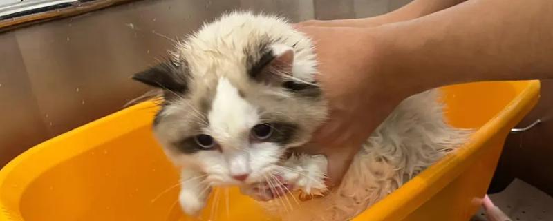猫害怕洗澡怎么办，需要给猫咪进行适当的脱敏训练
