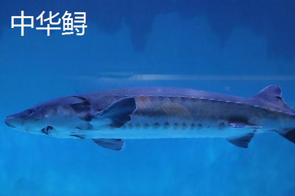 中华鲟的生活习性，是以动物性食物为主的杂食性鱼类