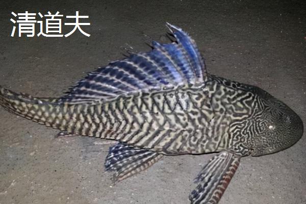 中华鲟的生活习性，是以动物性食物为主的杂食性鱼类
