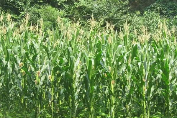 兆育11玉米种子特征特性，适宜播种期4月下旬至5月上旬