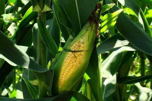 申科甜811玉米种子特点，密度3500株/亩左右