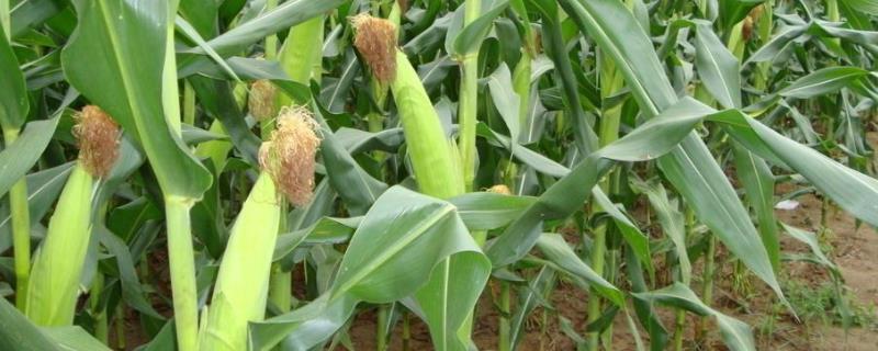 斯达糯36玉米品种的特性，密度3500株/亩左右