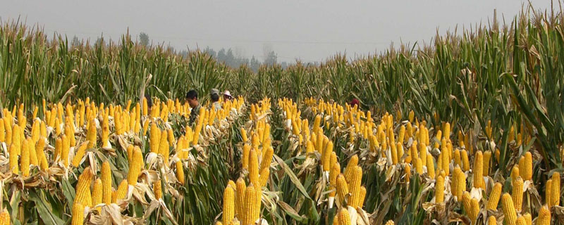 闽甜869玉米品种的特性，密度3000—3200株/亩
