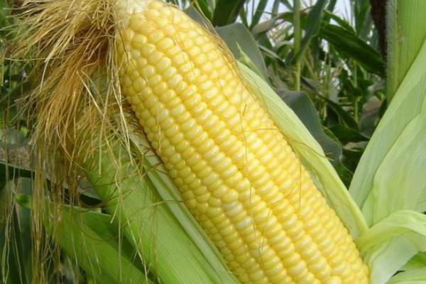 申科甜811玉米种子特点，密度3500株/亩左右