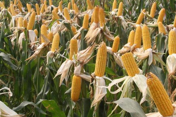 温科糯2号玉米种子特征特性，适宜播种期2月下旬至4月中旬