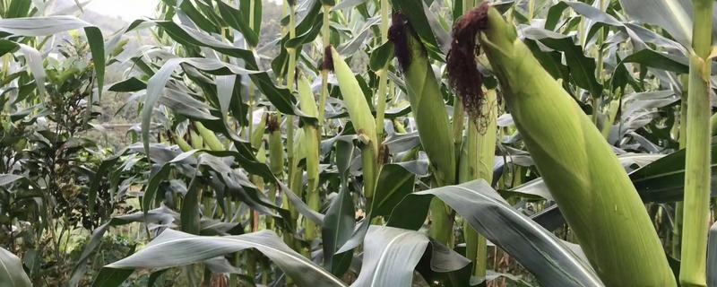 中农甜2号玉米种子特征特性，适宜播种期5月初至6月中旬