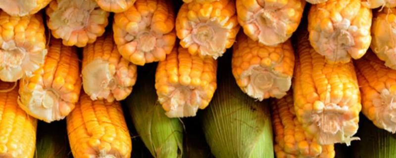 正大508玉米种子特征特性，中抗茎腐病