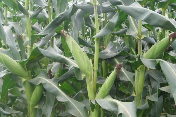 皇金翠7号玉米品种简介，密度2800—3000株/亩