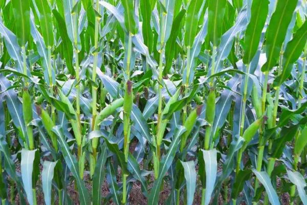 中农甜2号玉米种子特征特性，适宜播种期5月初至6月中旬