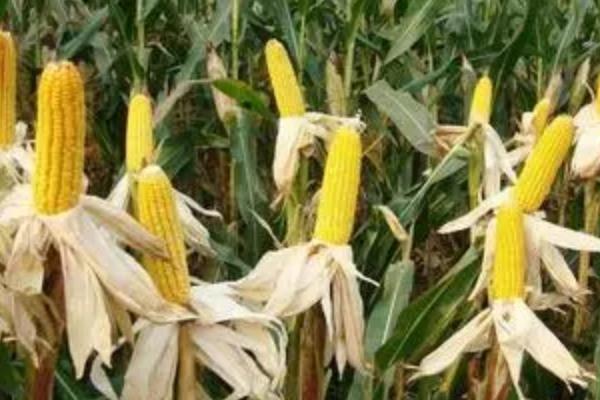 Q2085玉米种子特点，密度4500—5000株/亩