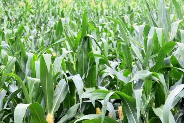 现代466玉米品种的特性，密度4500株/亩左右
