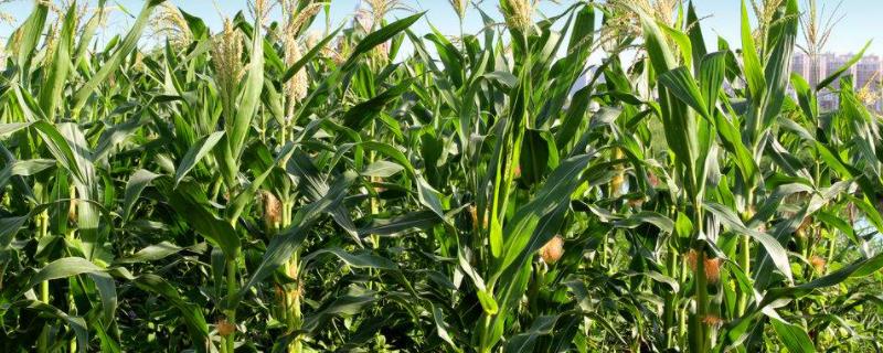 中农大3175玉米种子简介，适宜播种期6月上旬至中旬