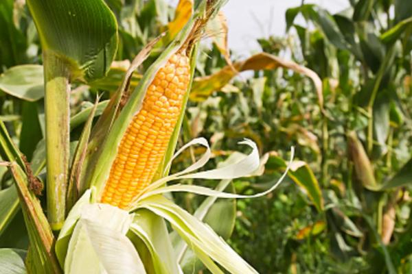 京育869玉米种子特点，密度4500株/亩左右
