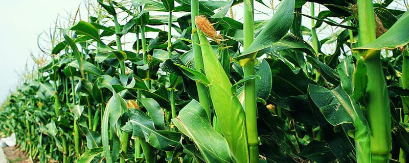 云海999玉米种子特征特性，适宜播种期3月中旬至5月下旬