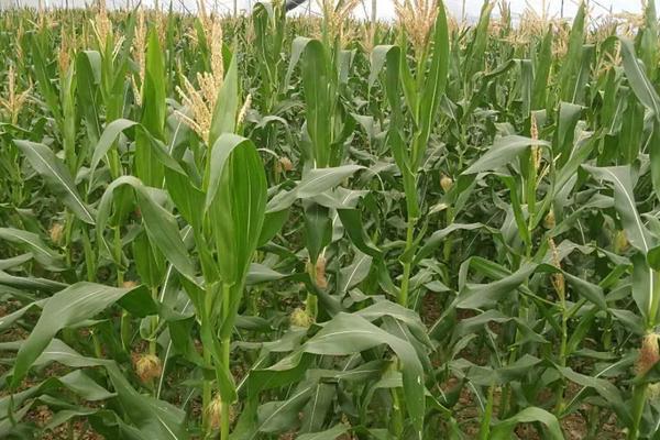 潞玉1820玉米种子特征特性，密度4500—5000株/亩