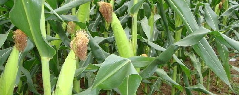 金凯11玉米种简介，大喇叭口期注意防治玉米螟