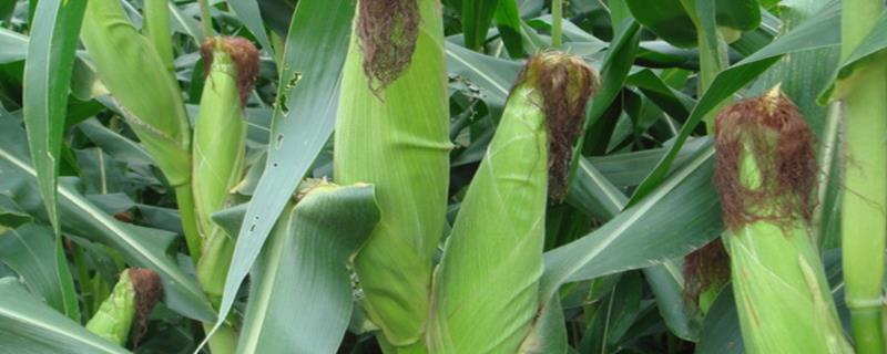 龙源916玉米品种简介，密度4500株/亩左右