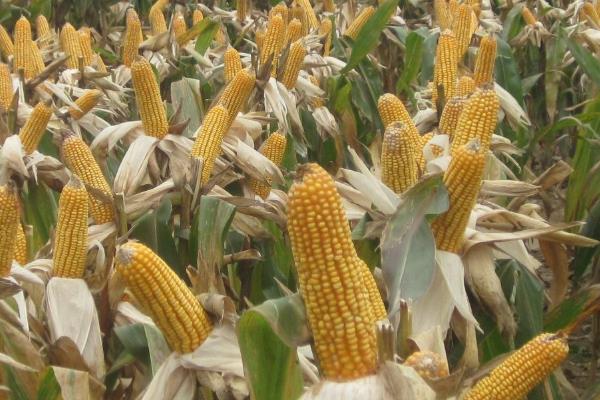 和育639玉米品种的特性，适宜播种期4月下旬至5月上旬