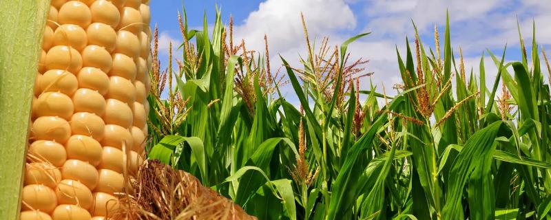 中地金谷78玉米种子简介，适宜播种期4月下旬至5月中旬