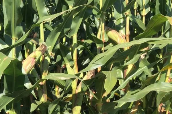中地金谷78玉米种子简介，适宜播种期4月下旬至5月中旬