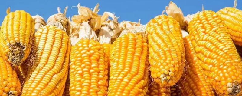 LB211玉米品种的特性，适宜播种期4月下旬至5月上旬