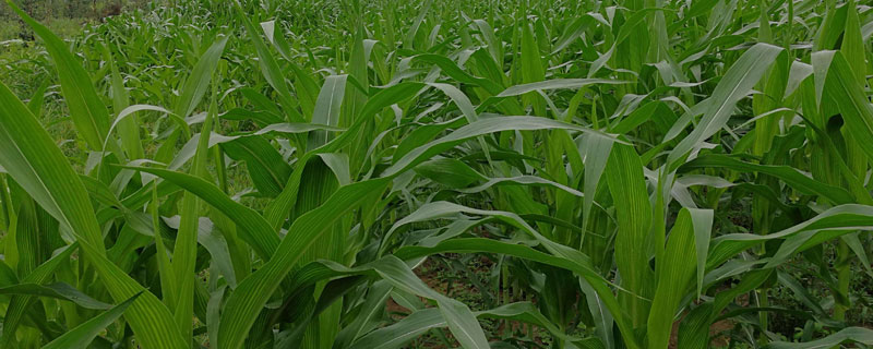 富民339玉米品种的特性，密度4500株/亩左右