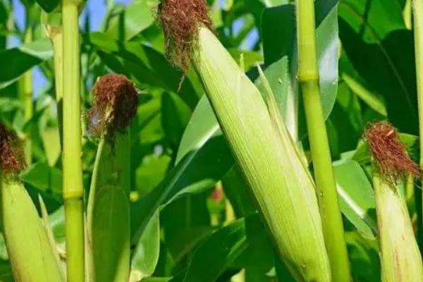 迪卡288玉米种子特征特性，适宜播种期4月下旬至5月上旬