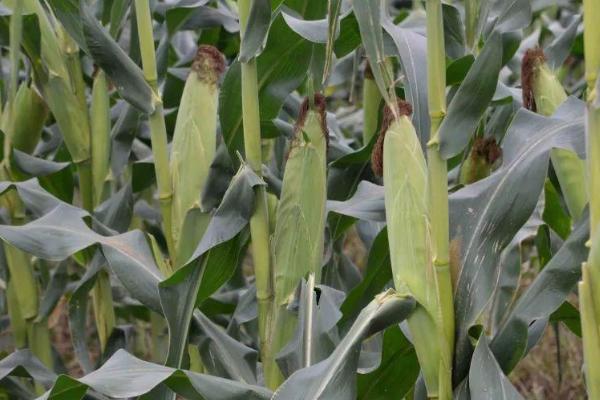 冠粒601玉米种子介绍，适宜播种期4月下旬至5月上旬