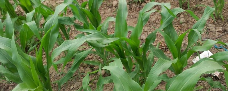 ZL515玉米品种的特性，密度5000株/亩左右