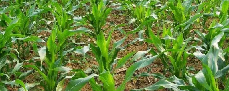 迪卡288玉米种子特征特性，适宜播种期4月下旬至5月上旬