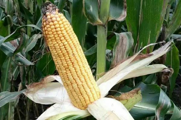 康农玉519玉米品种简介，适宜播种期夏播