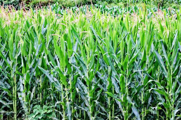 富民339玉米品种的特性，密度4500株/亩左右