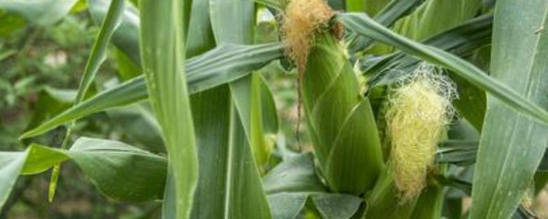 雄玉1587玉米种子特征特性，注意防治玉米螟