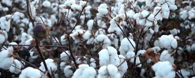冀棉30棉花种子简介，播种期在4月15日至5月1日