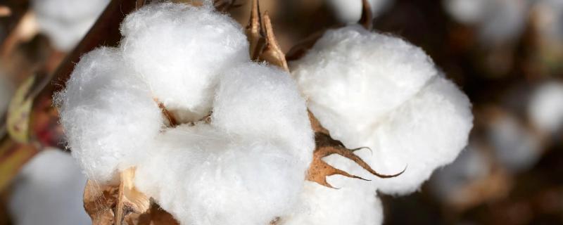 冀棉36棉花种子介绍，非转基因早中熟常规棉花品种