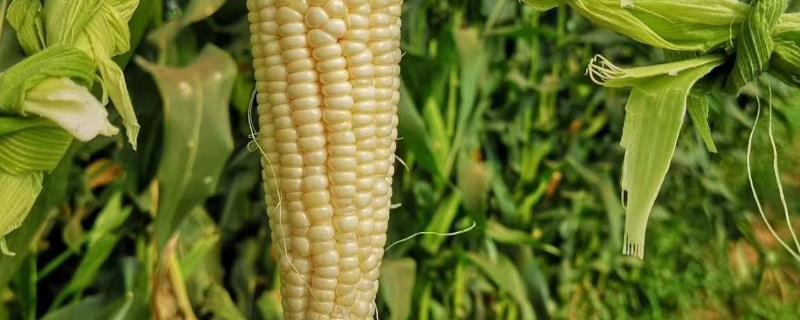 吉农大2066玉米品种的特性，中抗丝黑穗病