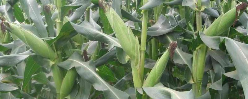 ZH518玉米品种的特性，密度4500株/亩左右