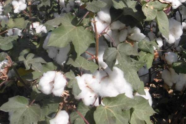 冀棉36棉花种子介绍，非转基因早中熟常规棉花品种