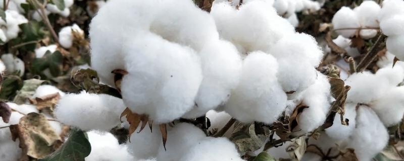 鲁棉4125棉花品种简介，全生育期化控4—5次